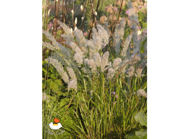 Calamagrostis brachytricha